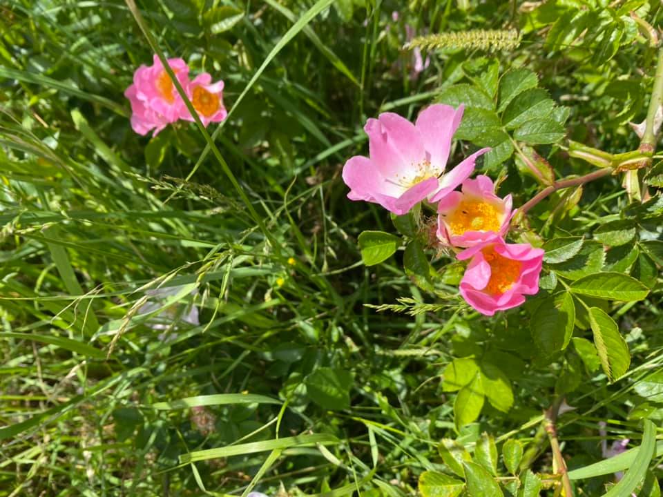 A photo depicticting the wildflower walk